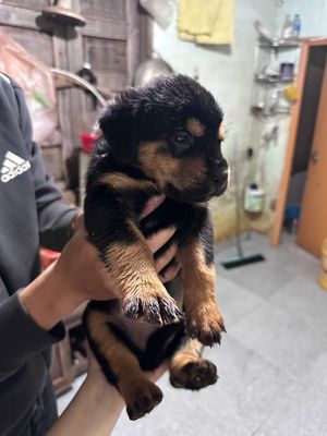 Chó Rottweiler Đen vàng chó con. Mua bán Chó tại Thành phố Buôn Ma Thuột Đắk Lắk được đăng bởi Mai Phương Nguyễn
