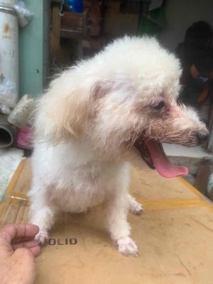 Chó Poodle Cái Trắng 15 tháng