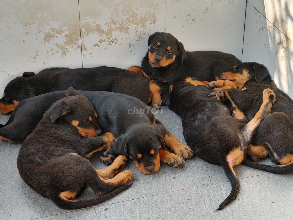 Chó Rottweiler Rặt. Mua bán Chó tại Quận Ninh Kiều Cần Thơ được đăng bởi Nhân Rottweiler  hình 1