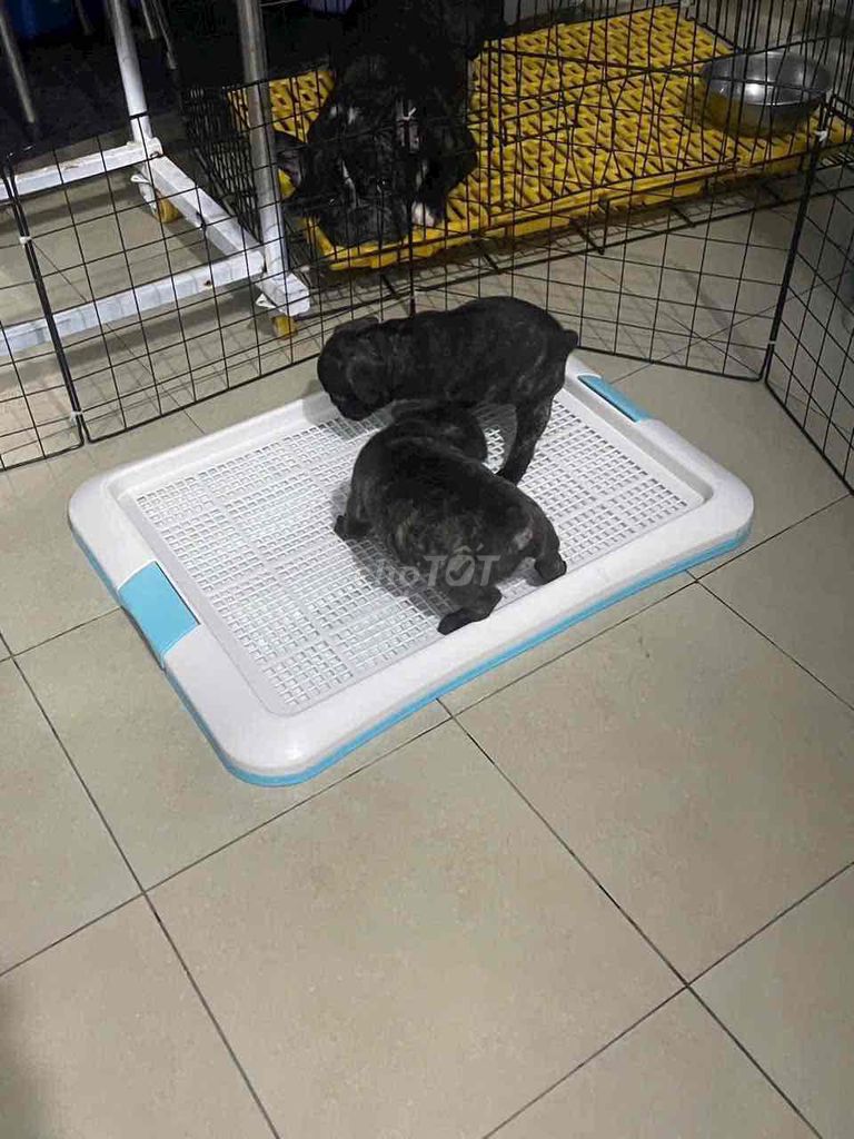 Chó nhà đẻ chuẩn pug Pháp. Mua bán Chó tại Quận 12 Tp Hồ Chí Minh được đăng bởi Anh Thư hình 4