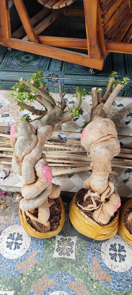 Cây cảnh Giấy Mỹ Lỗi da 1 cặp. Mua bán Cây cảnh, đồ trang trí tại Huyện Chợ Gạo Tiền Giang được đăng bởi Thì Chơi Thích hình 1