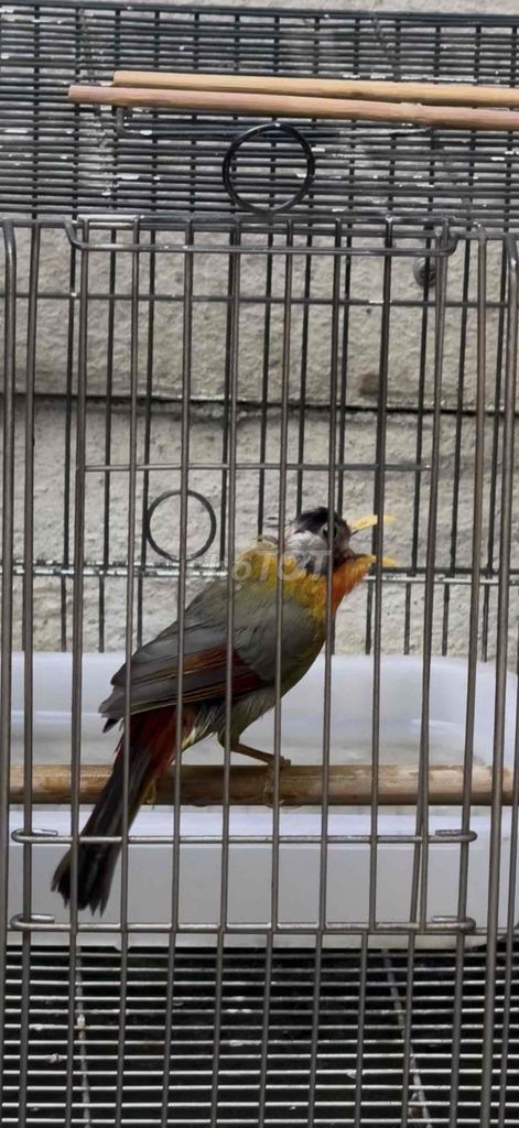 Chim ngũ sắc trống 2 mùa siêng hót. Mua bán Chim tại Quận Gò Vấp Tp Hồ Chí Minh được đăng bởi Khoa Trần hình 1