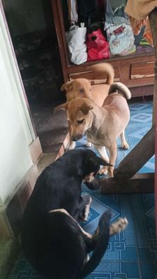 nhà dư 2em ai cần mang về nuôi a. Mua bán Chó tại Thị xã Tân Uyên Bình Dương được đăng bởi Nguyen Nguyen