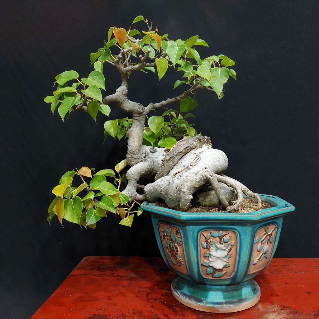 Cây cảnh bonsai Bồ đề dáng siêu. Mua bán Cây cảnh, đồ trang trí tại Quận Hải Châu Đà Nẵng được đăng bởi Trần Xuân Dương hình 1