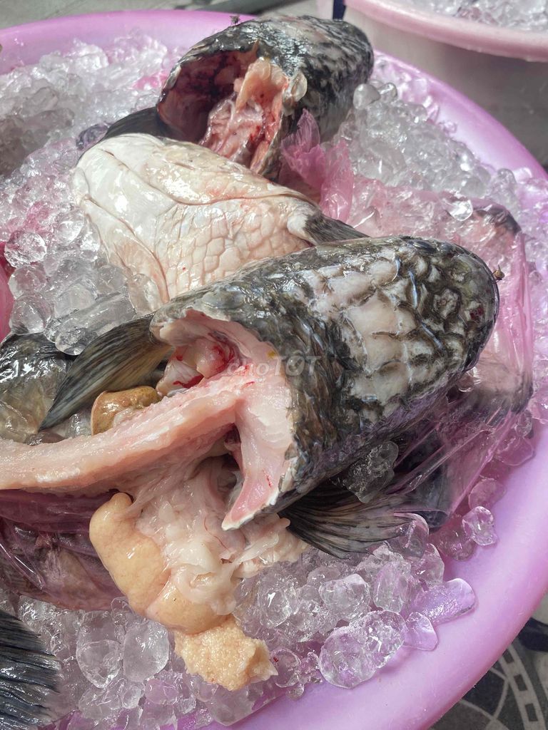 Cá lóc đầu ruột tươi. Mua bán Đồ ăn, thực phẩm và các loại khác tại Quận Cái Răng Cần Thơ được đăng bởi Võ Khắc Duy  hình 1