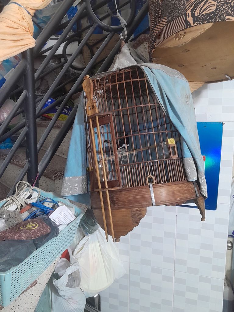 Chim than đực 2 mùa hót xòe. Mua bán Chim tại Quận Phú Nhuận Tp Hồ Chí Minh được đăng bởi Chicken lee hình 1