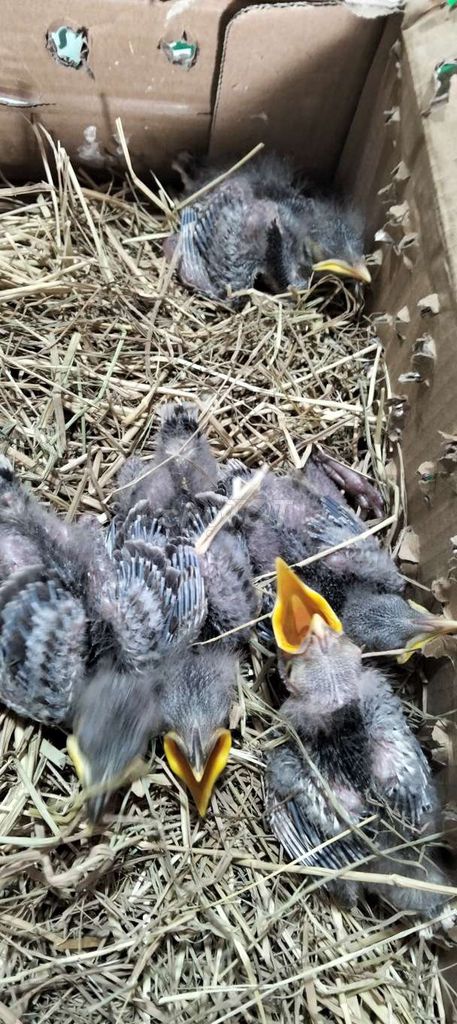 Cưỡng con. Mua bán Chim tại Huyện Hóc Môn Tp Hồ Chí Minh được đăng bởi Hoàng Ngọc Bà Điểm  Hóc Môn  hình 1