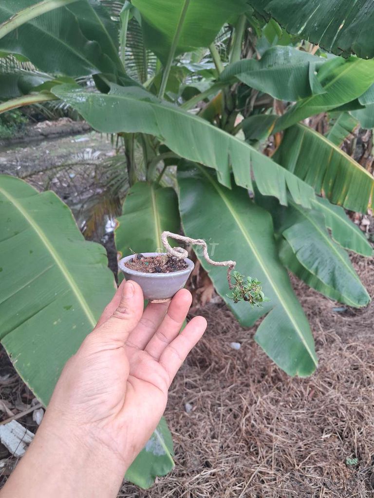 Cây cảnh Sam hương siêu mini. Mua bán Cây cảnh, đồ trang trí tại Thành phố Thuận An Bình Dương được đăng bởi Nguyen minh luan hình 1