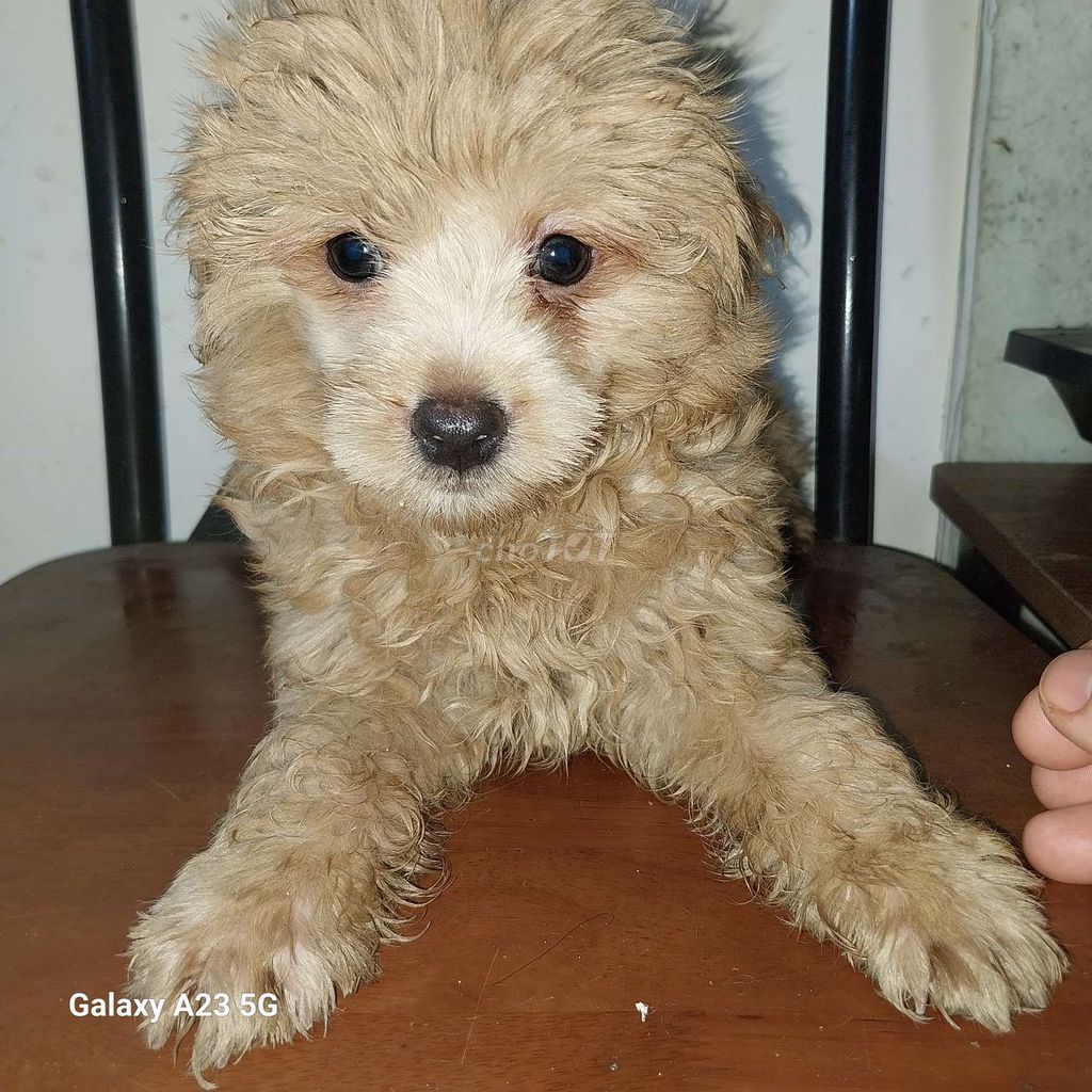 BÉ CÚN POODLE 2 THÁNG TUỔI GIỐNG ĐỰC