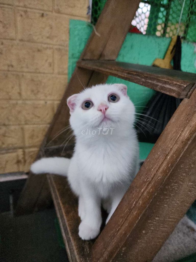 Bạn mèo ALN tai cụp giống đực màu trắng. Mua bán Mèo tại Quận Bắc Từ Liêm Hà Nội được đăng bởi andong138 hình 3