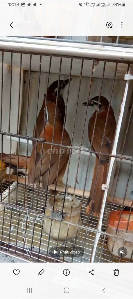 Chim cảnh màu Nâu. Mua bán Chim tại Quận Long Biên Hà Nội được đăng bởi tổng kho gia dụng  hình 1