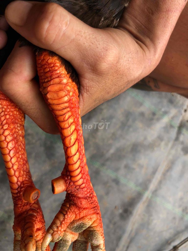 gà điều chan trắng 2kg8