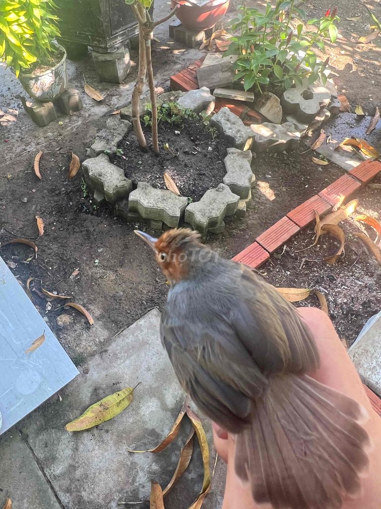 Chim sdd chuyền. Mua bán Chim tại Huyện Nhà Bè Tp Hồ Chí Minh được đăng bởi Quang Trường hình 1