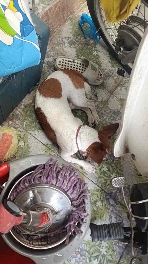 Chó con Trắng pha nâu. Mua bán Chó tại Quận Gò Vấp Tp Hồ Chí Minh được đăng bởi Xuyen Ho hình 1