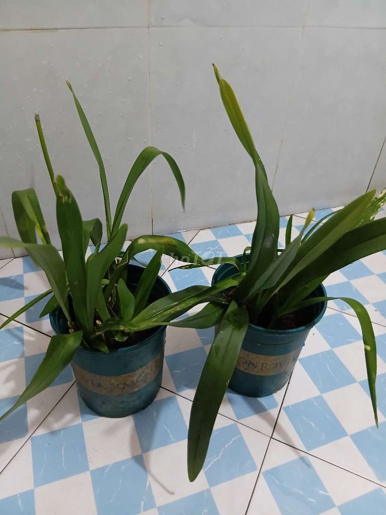 2 chậu lan . Mua bán Cây cảnh, đồ trang trí tại Quận Cẩm Lệ Đà Nẵng được đăng bởi Quocnghian Tran hình 1