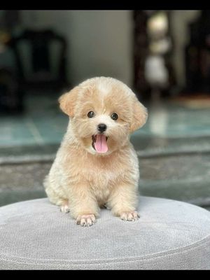 Em gái mơ siêu cưng Poodle