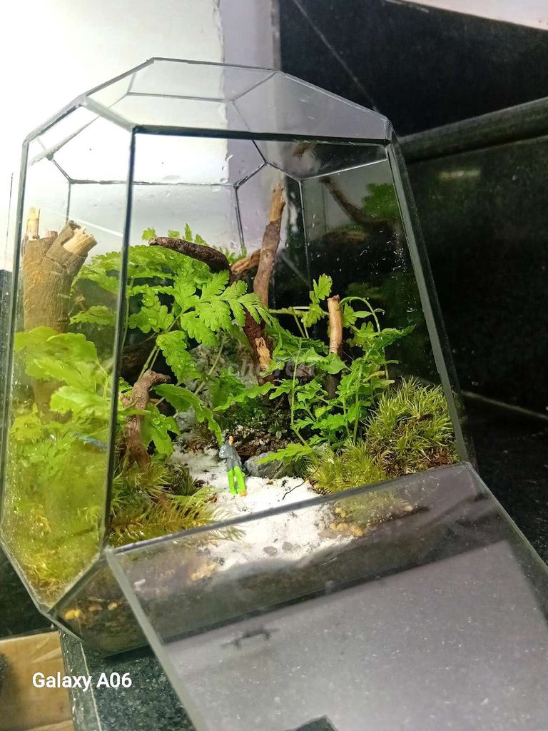 Terrarium Kính Phong cảnh thiên nhiên. Mua bán Cây cảnh, đồ trang trí tại Quận Thanh Khê Đà Nẵng được đăng bởi Bảo Betta Shop hình 1