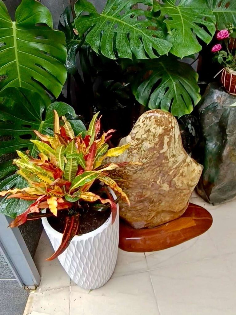Cây cảnh trang trí văn phòng. Dịch vụ tại Quận Tân Phú Tp Hồ Chí Minh được đăng bởi Cây cảnh sàigòn hình 1