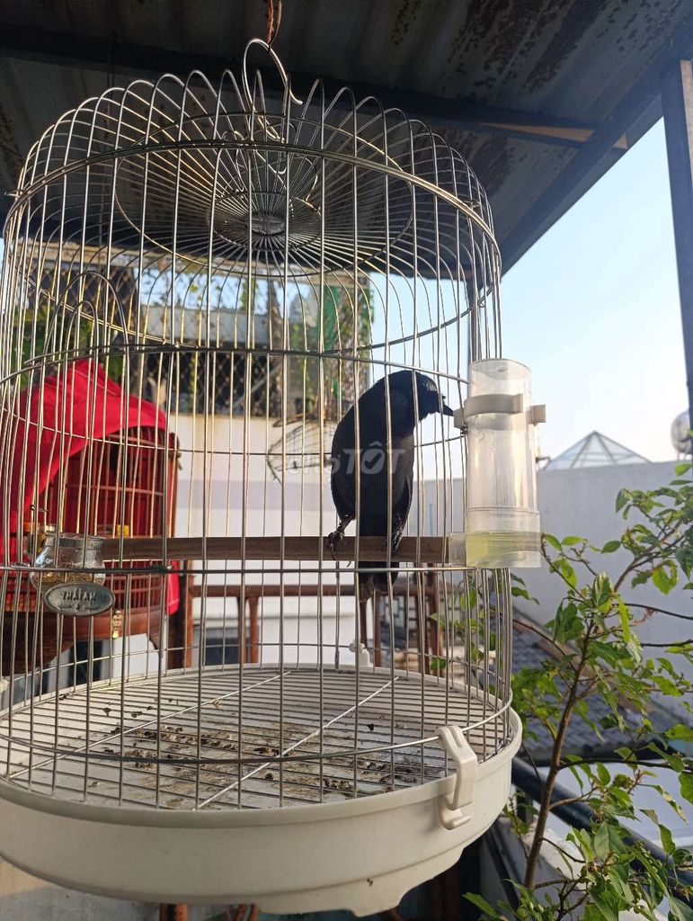 Cả bộ chim xờ gãi, luôn lồng. Mua bán Chim tại Quận Tân Phú Tp Hồ Chí Minh được đăng bởi Bảo  hình 1