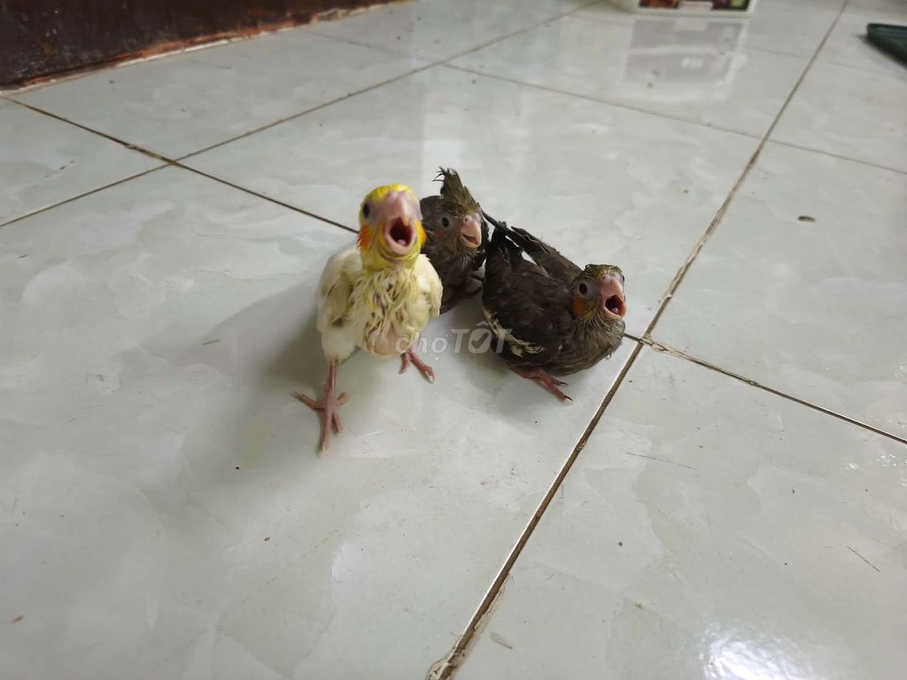 vẹt Cockatiel Đen. Mua bán Chim tại Quận Thanh Khê Đà Nẵng được đăng bởi Lê công vương hình 1