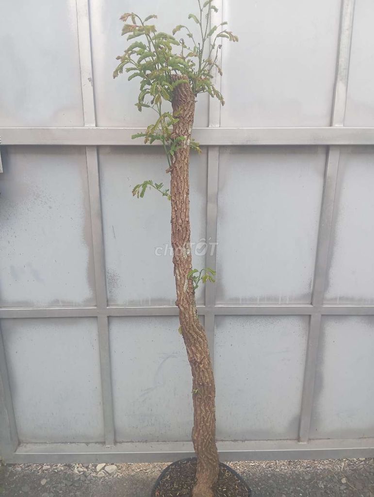 Cây Me Thái Ngọt Đọt Đỏ 1m. Mua bán Cây cảnh, đồ trang trí tại Huyện Củ Chi Tp Hồ Chí Minh được đăng bởi Cây kiểng giá rẻ LT1 hình 1