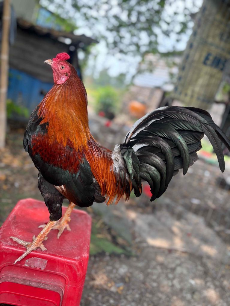 Gà điều 1kg450 zin. Mua bán Gà tại Huyện Bình Chánh Tp Hồ Chí Minh được đăng bởi đời bạc hình 1