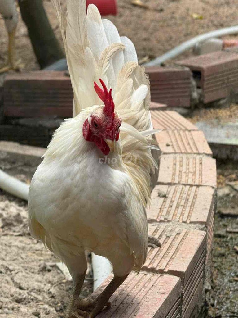Gà Serama Trắng. Mua bán Gà tại Huyện Thới Lai Cần Thơ được đăng bởi quoc minh hình 1