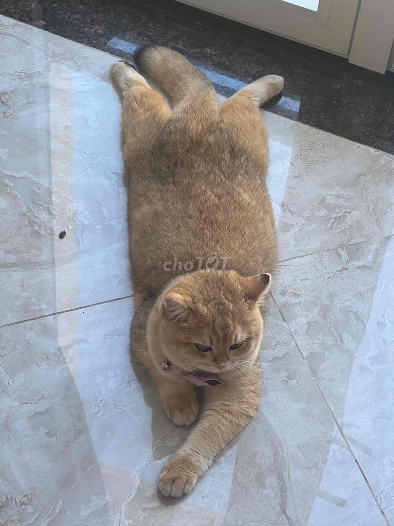 Golden anh long ngân