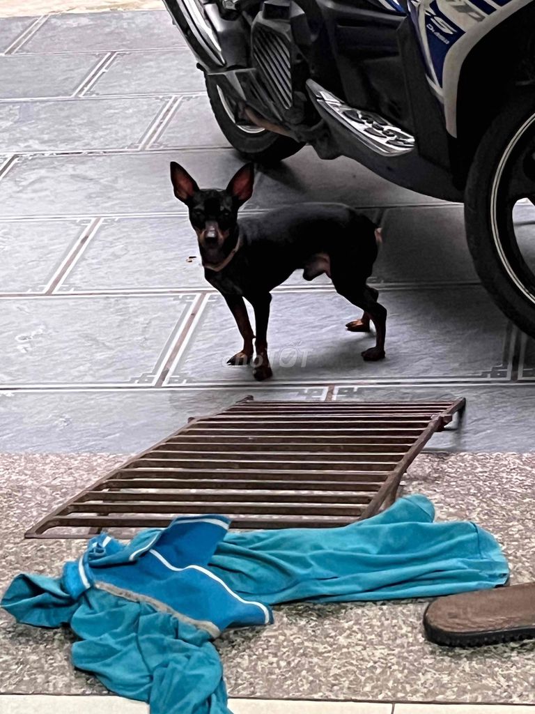 Chó Chihuahua đực trưởng thành màu đen tuyền. Mua bán Chó tại Huyện Bình Xuyên Vĩnh Phúc được đăng bởi Hung hình 1