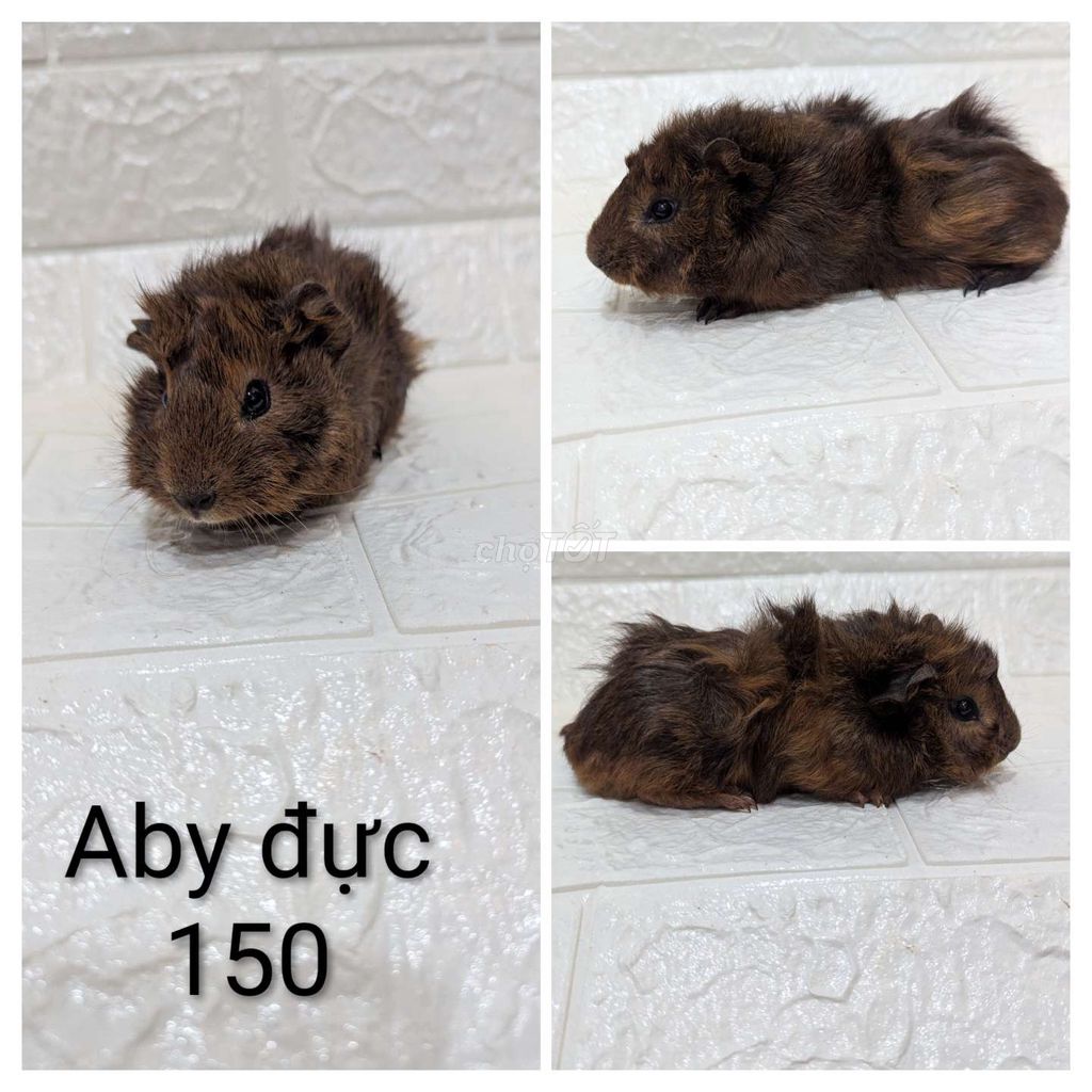 Bọ ú Aby đực hơn 1 tháng tuổi. Mua bán Thú cưng khác tại Thành phố Thủ Đức Tp Hồ Chí Minh được đăng bởi GP hình 1