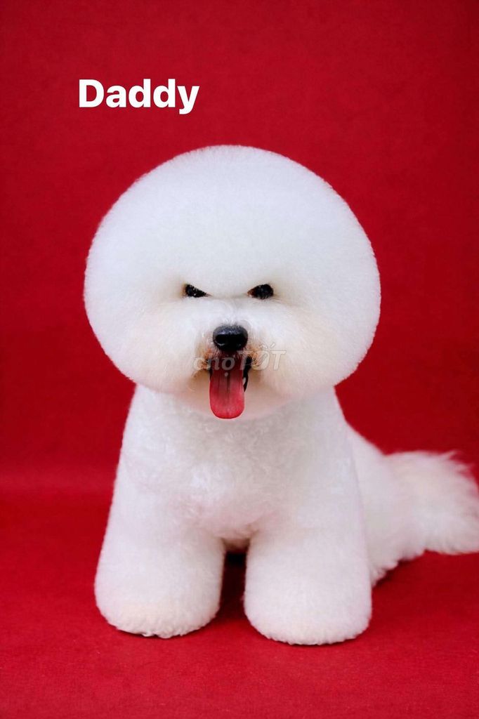 Bán Chó Bichon Frise Thuần Chủng Trắng Hàn Quốc. Mua bán Chó tại Quận Tân Phú Tp Hồ Chí Minh được đăng bởi nguyễn văn trổi hình 1