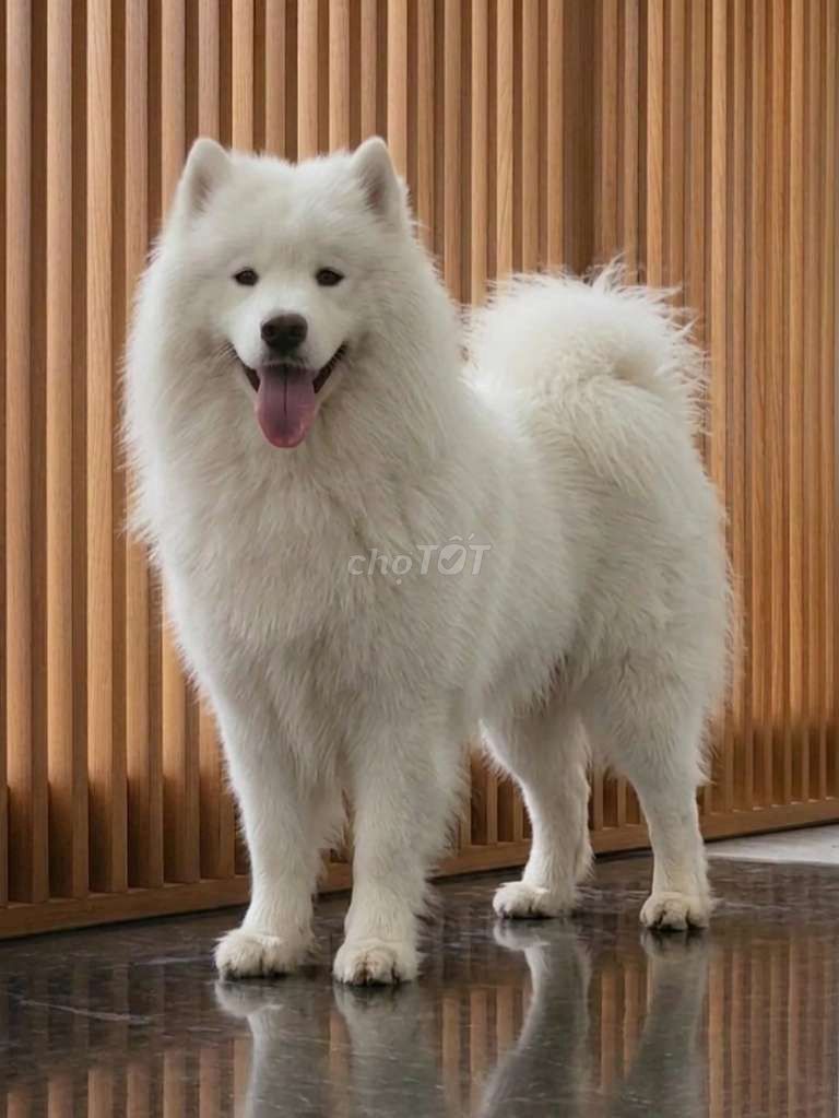 Chó Samoyed đực thuần chủng 8 tháng siêu đẹp trai. Mua bán Chó tại Quận Tân Bình Tp Hồ Chí Minh được đăng bởi HƯNG LỘC PHÁT hình 1