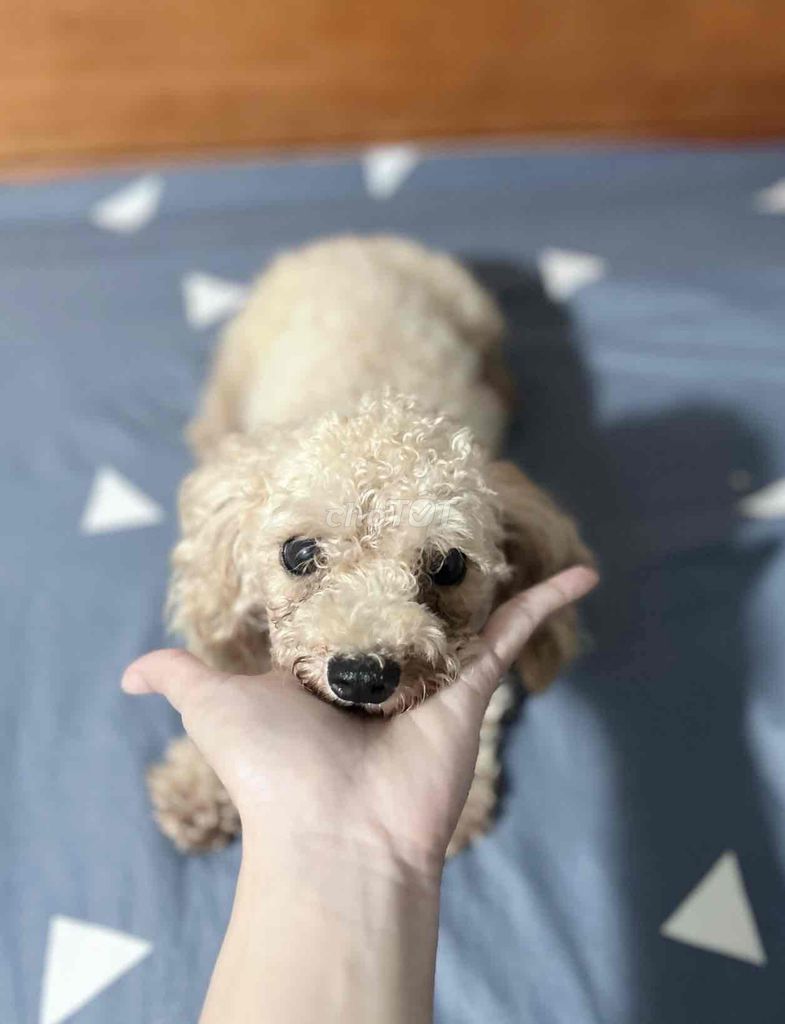 chó ❤️ POODLE TEACUP VÀNG MƠ ❤️. Mua bán Chó tại Huyện Hóc Môn Tp Hồ Chí Minh được đăng bởi Chang hình 4
