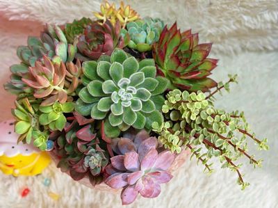 Bán chậu Sen Đá. Mua bán Cây cảnh, đồ trang trí tại Quận 5 Tp Hồ Chí Minh được đăng bởi Harry