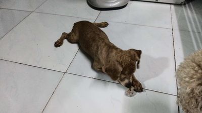 Chó Poodle Nâu 5 tháng