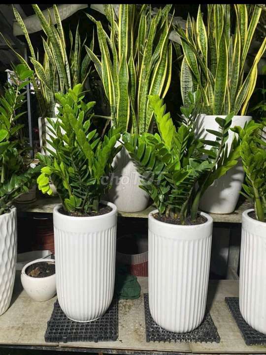 Cây lưỡi hổ. Mua bán Cây cảnh, đồ trang trí tại Quận Gò Vấp Tp Hồ Chí Minh được đăng bởi Tô Kem  hình 3
