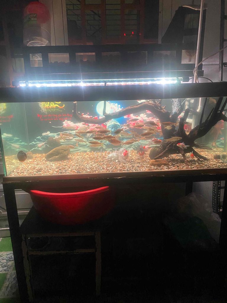 Hồ cá cảnh 1m2 x 50cm. Mua bán Phụ kiện, Thức ăn, Dịch vụ tại Huyện Hòa Vang Đà Nẵng được đăng bởi nguyễn đức khôi hình 1