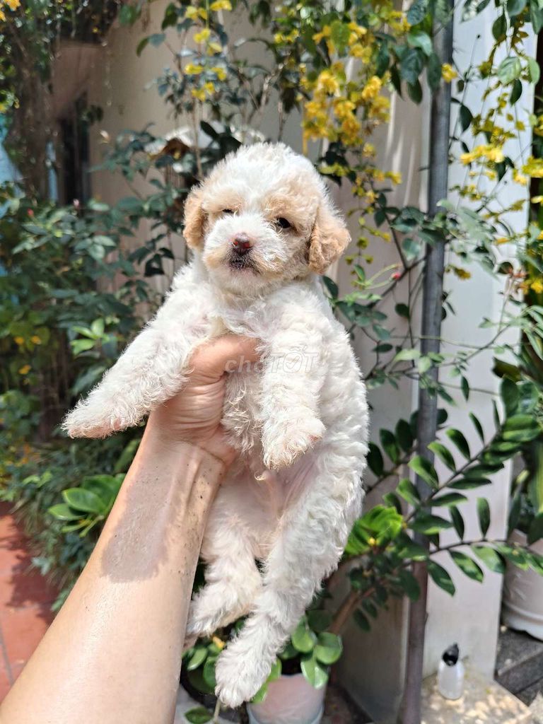 Chó Poodle trắng cả hai 1.5 tháng. Mua bán Chó tại Huyện Thanh Oai Hà Nội được đăng bởi LÊ TRUNG HIẾU hình 1