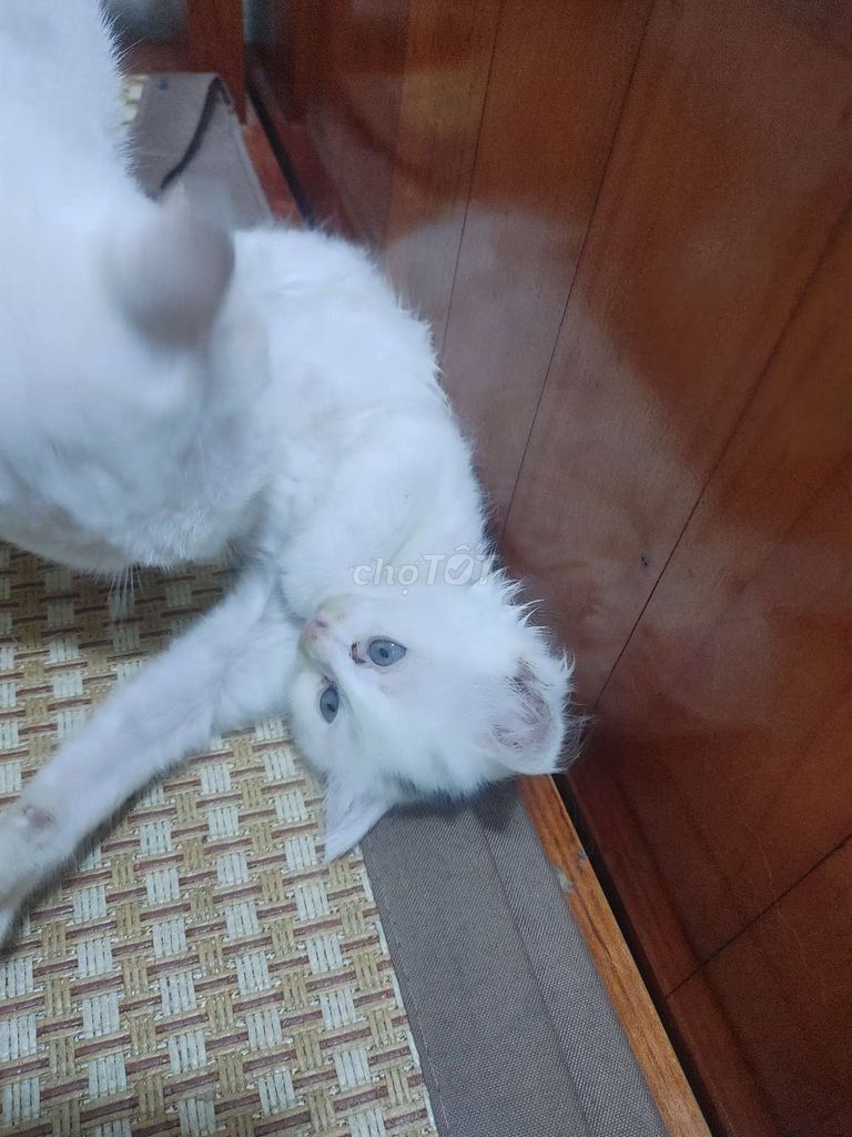 Đàn mèo anh lông dài lai sinh 14/4