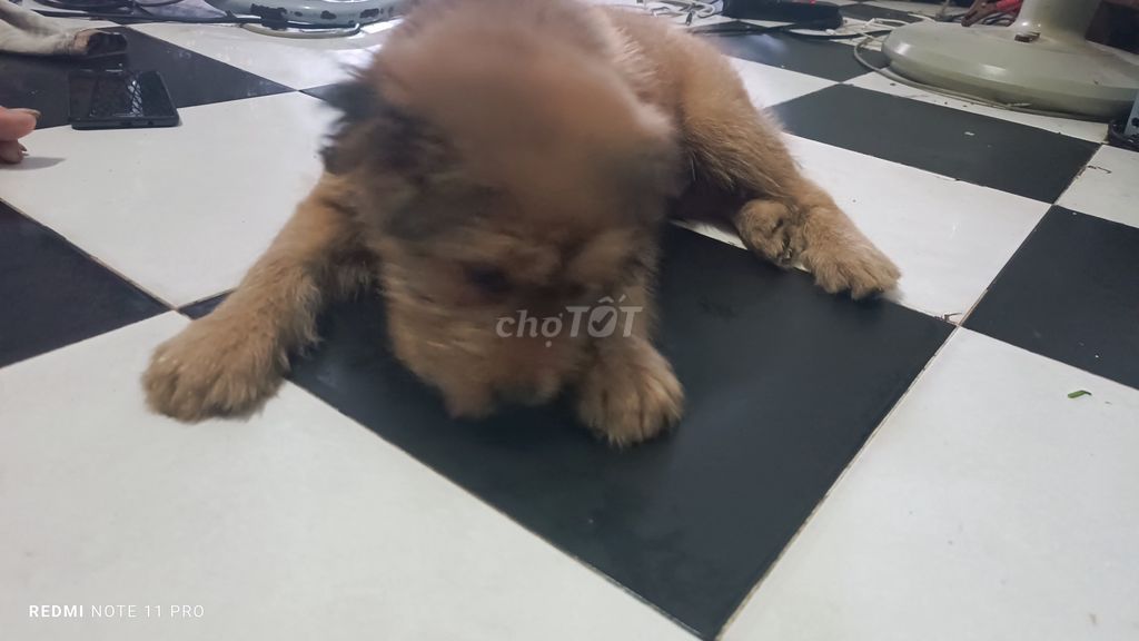 Chó gấu bự. Mua bán Chó tại Quận Tân Bình Tp Hồ Chí Minh được đăng bởi linh linh hình 1