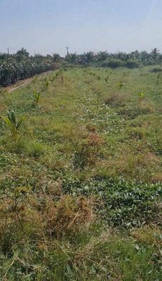 Đất xây nhà ở Tiền Giang giáp ranh tp Tân An LA. Mua bán đất tại Huyện Chợ Gạo Tiền Giang được đăng bởi Triệu Thiên Vũ