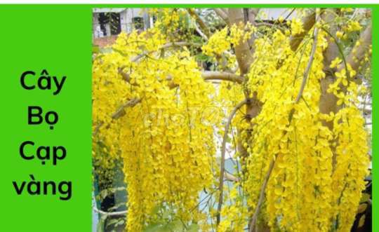 Cây💛 bò cạp vàng 💛💛💛, osaka vàng💛. Mua bán Cây cảnh, đồ trang trí tại Quận Gò Vấp Tp Hồ Chí Minh được đăng bởi Tô Kem  hình 1