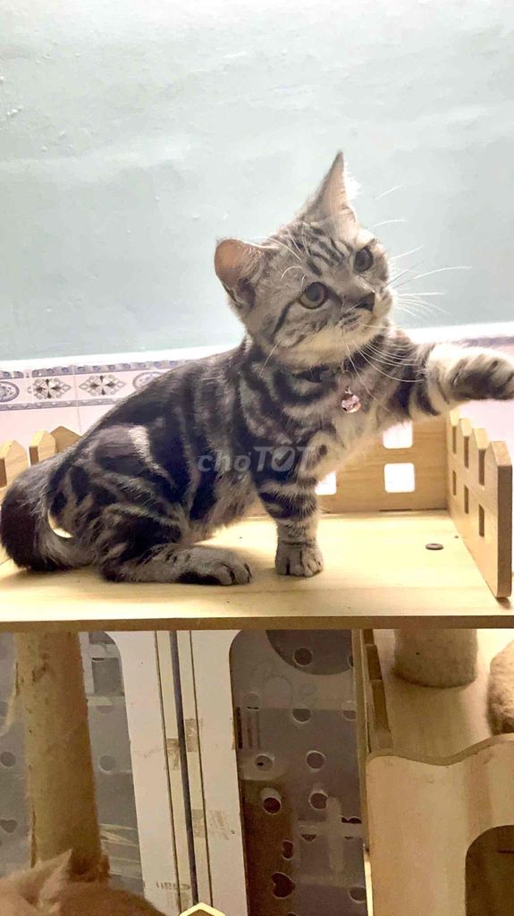 MÈO TAPPY CHÂN LÙN LAI MUNCHKIN