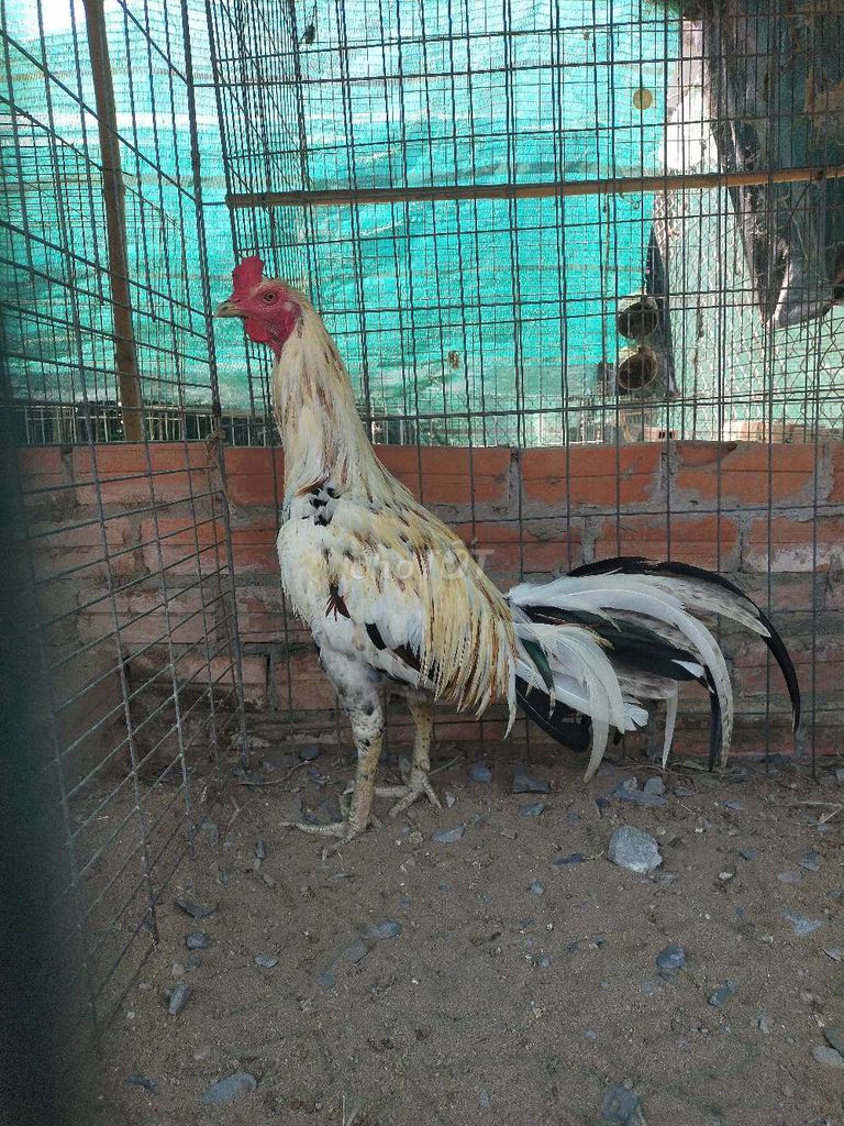Gà Peru Thái tơ hiện 3kg. Mua bán Gà tại Huyện Tân Trụ Long An được đăng bởi Phi Nhà Đất Giá Tốt hình 1
