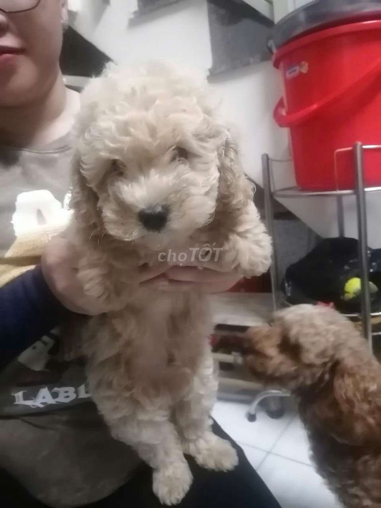 Cho poodle duôi 3 thang tươi