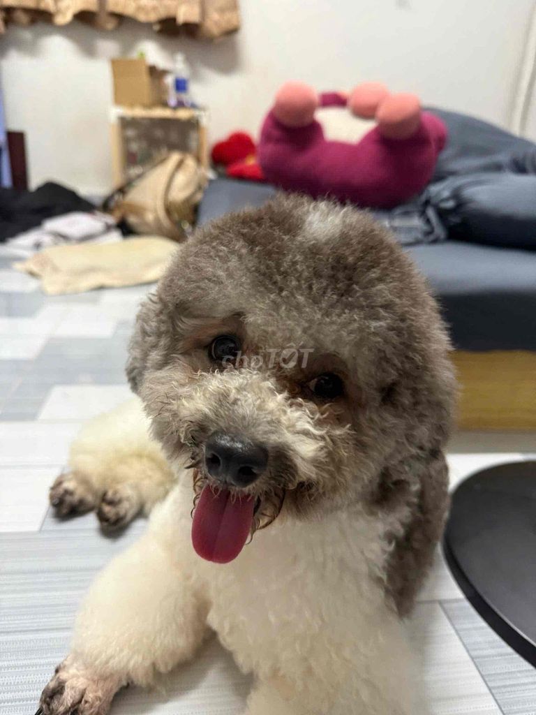 Chó Poodle màu trắng đen xen kẽ 1 tuổi. Mua bán Chó tại Quận 1 Tp Hồ Chí Minh được đăng bởi Bảo Ngọcc hình 1