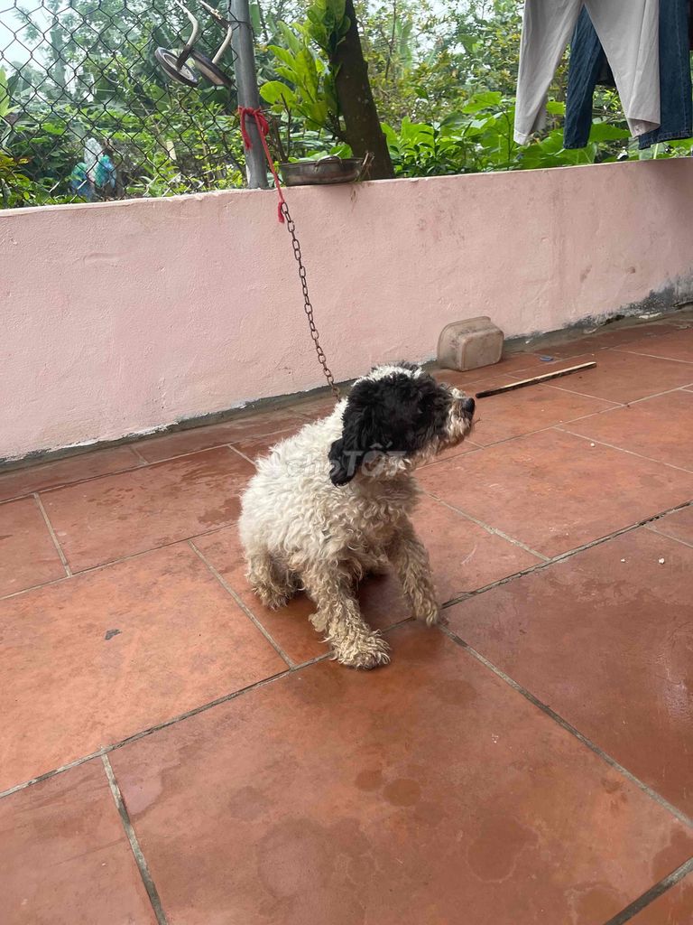 bán poodle bò sữa đực. Mua bán Chó tại Huyện Tam Nông Phú Thọ được đăng bởi Nguyễn Hùng Sơn hình 1
