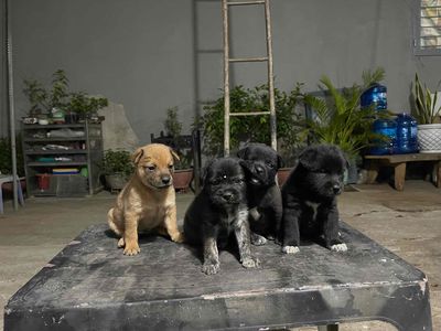 chó con đẹp cần bán gấp