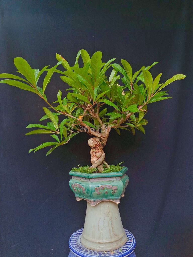 Cây Lộc Vừng bonsai cao 60cm