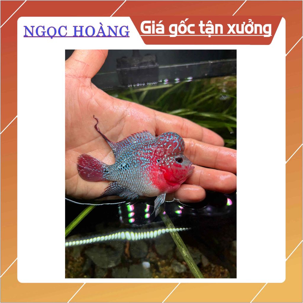 THANH LÝ LA HÁN THÁI CHÂU SIZE 3 NGÓN LÊN ĐẦU ĐẸP